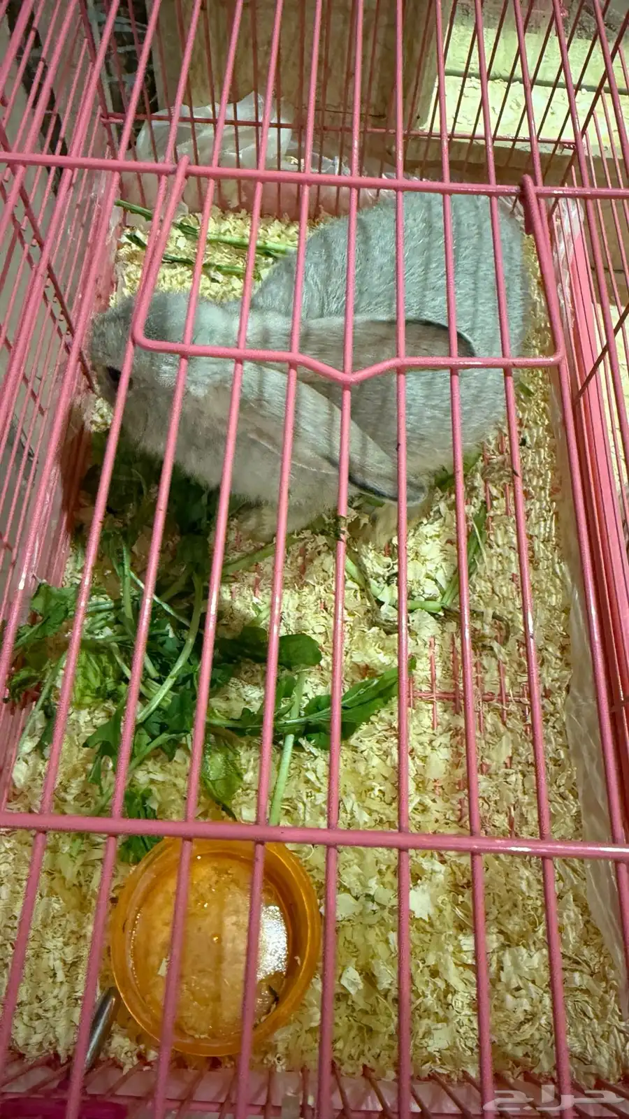 ارنب للتبني 0
