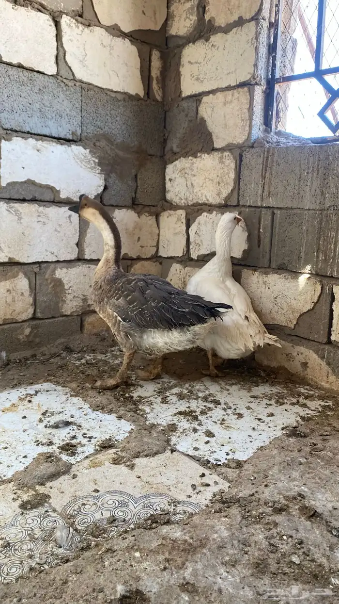 وز ذكر عراقي وانثى بلدي 4