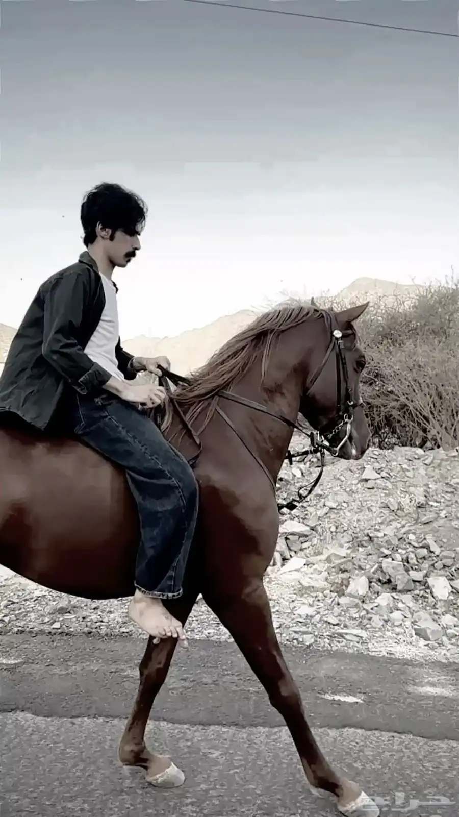 خيل 3