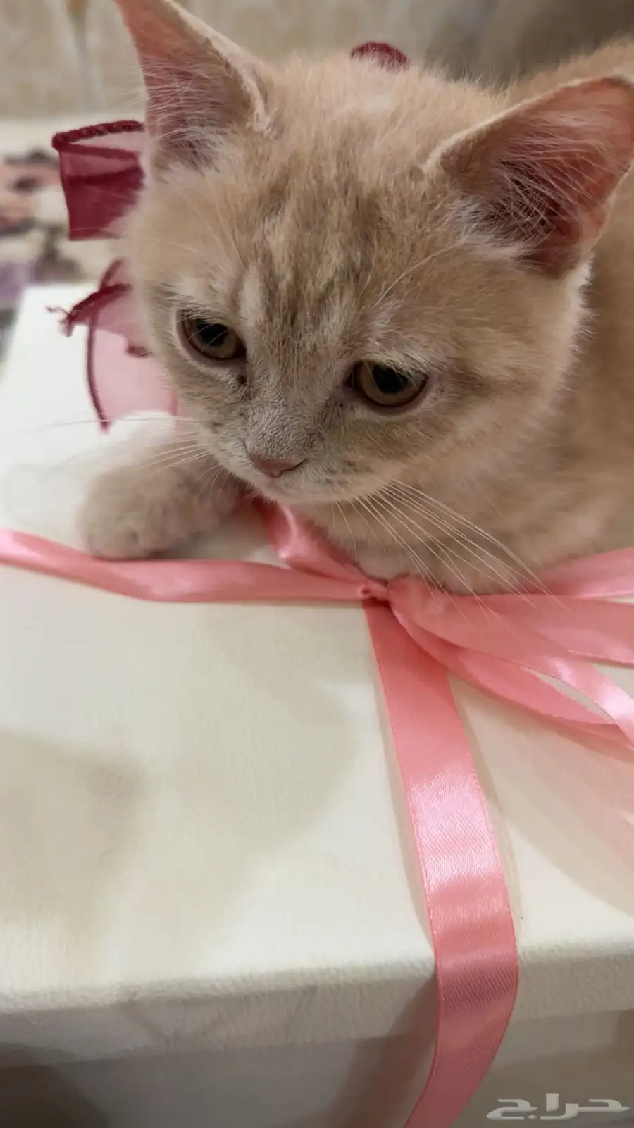 قطه للبيع 0