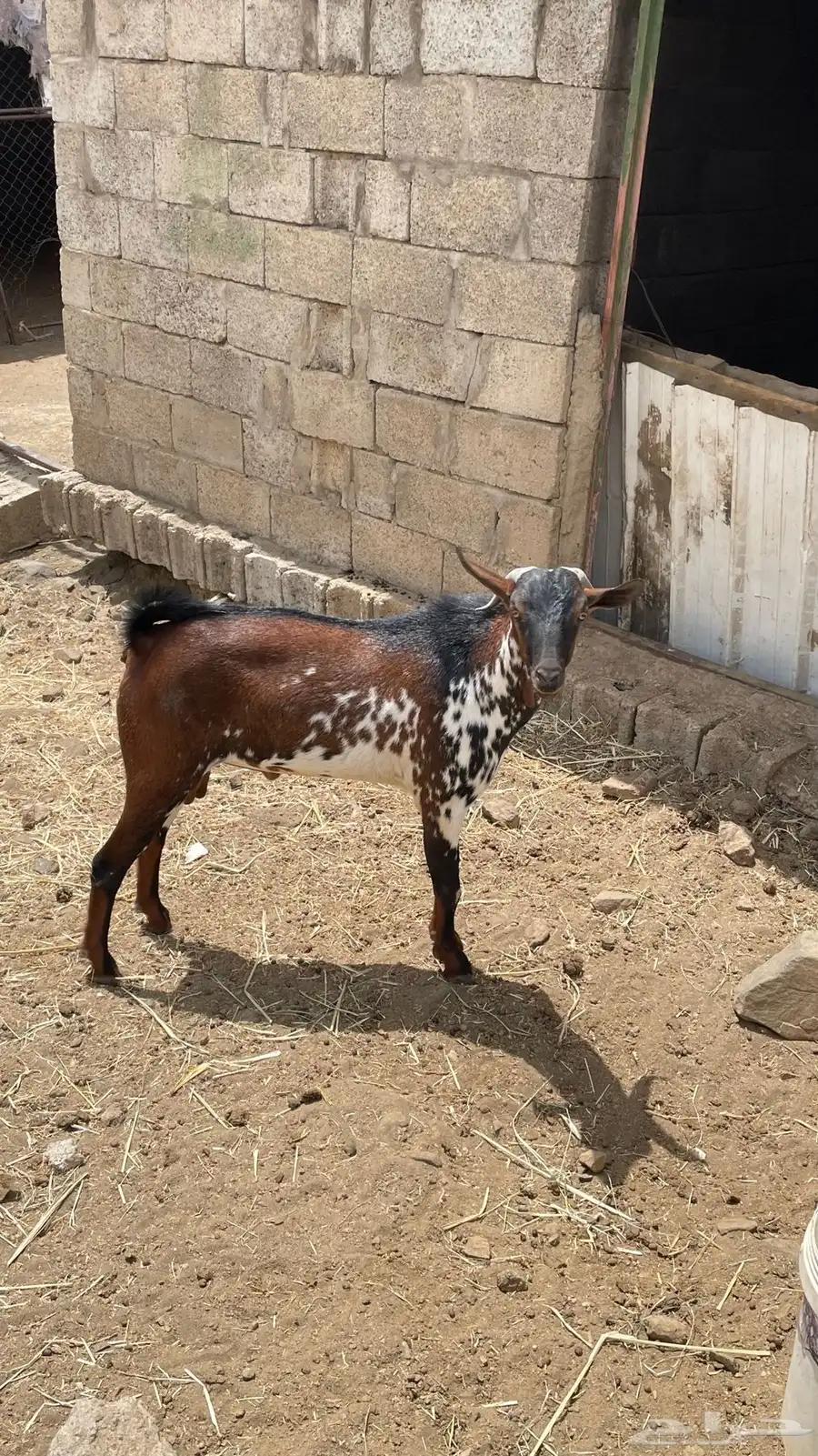 تيس 2
