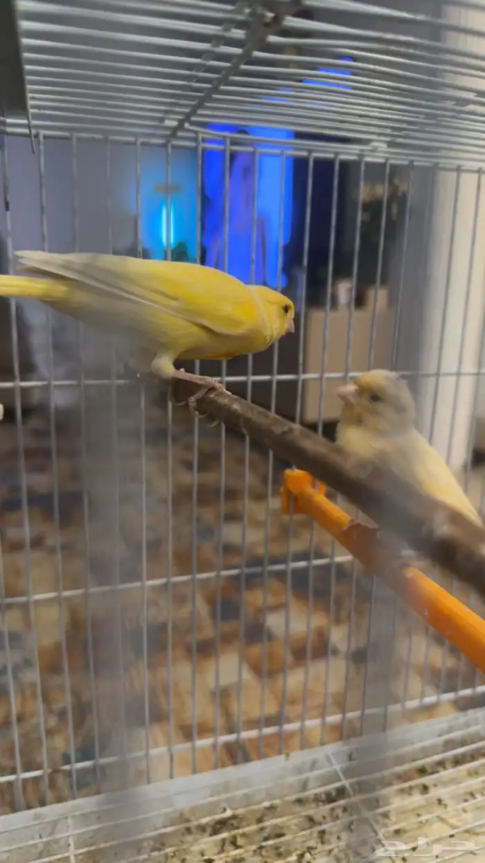 جوز كناري سوري 4