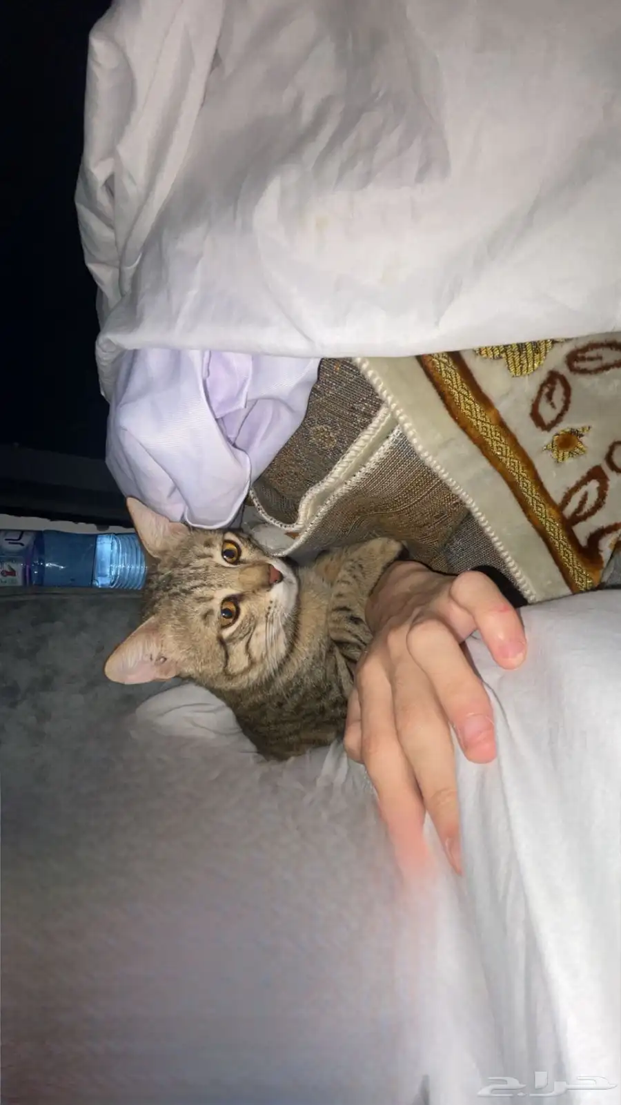قطه ضايعه 6