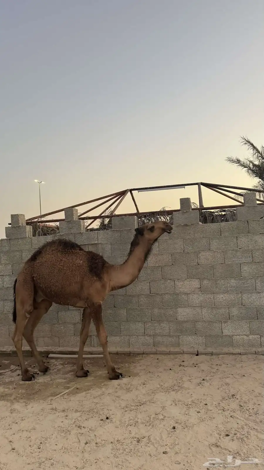 قعود للبيع 1