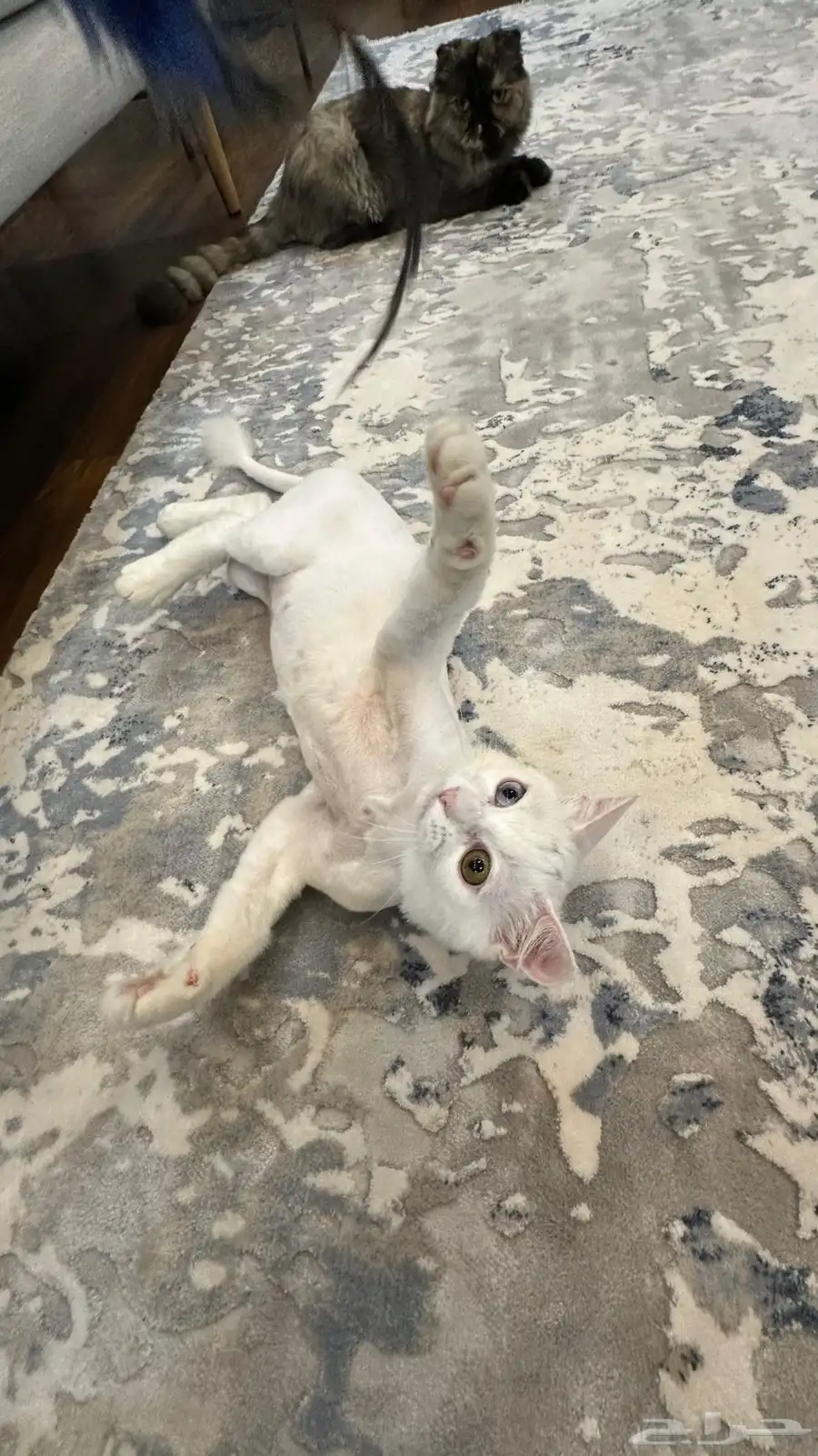 cat for adoption 7
