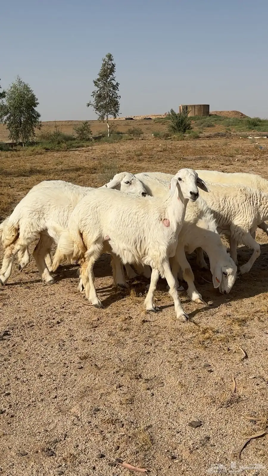 تم البيع 0