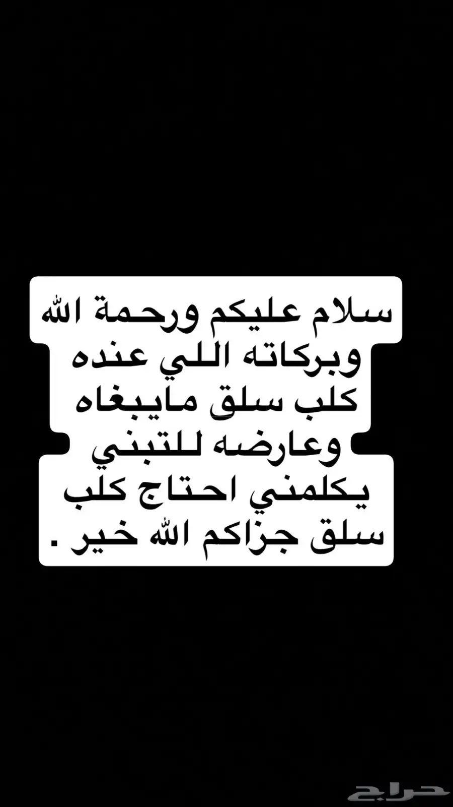 كلب سلق 0