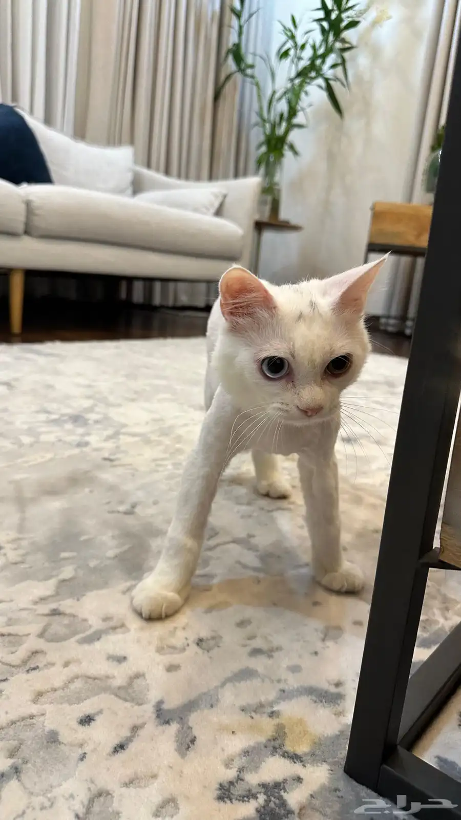 cat for adoption 4