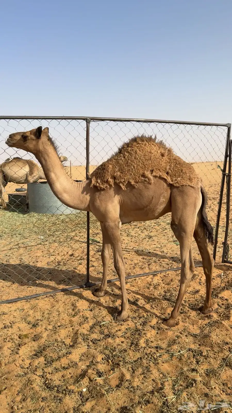 قعود هجن 0