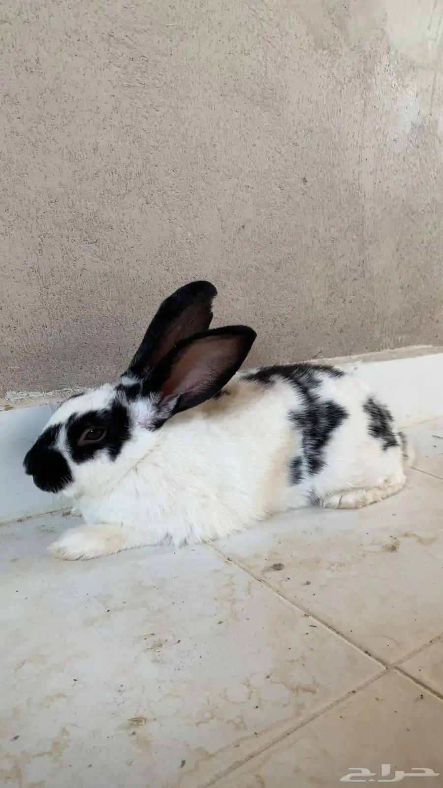 ارنب 1