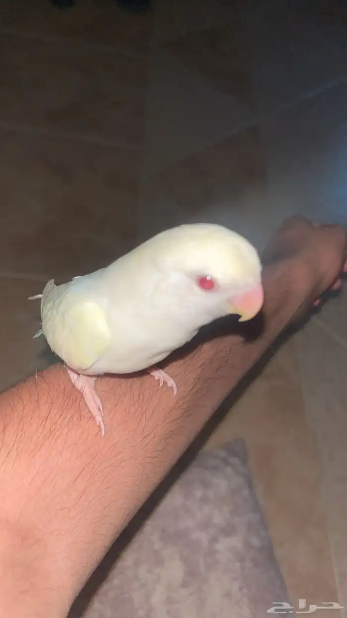 روز اينوا اليف عيون حمر فيه صفار خفيف بالجناح 0