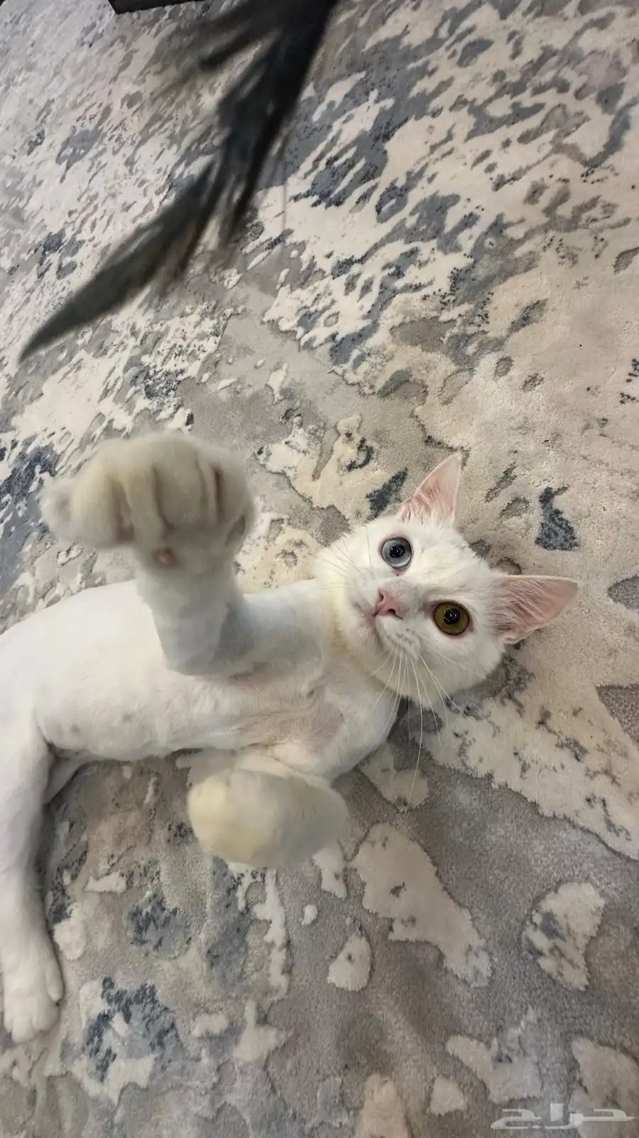 cat for adoption 8