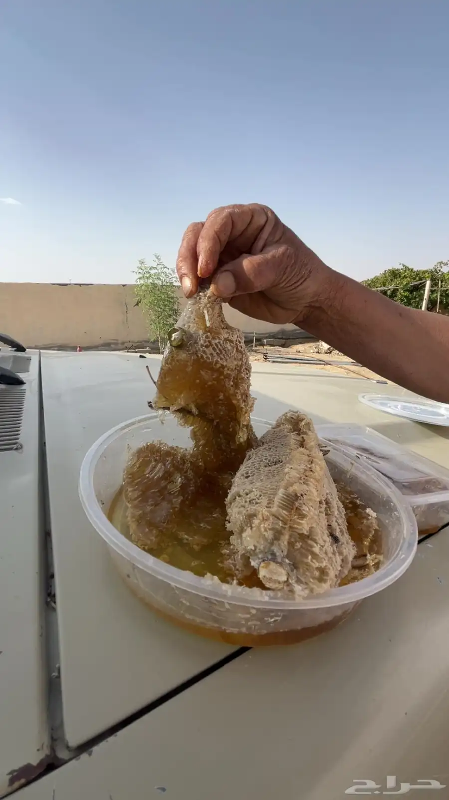 عسل بري للبيع 0