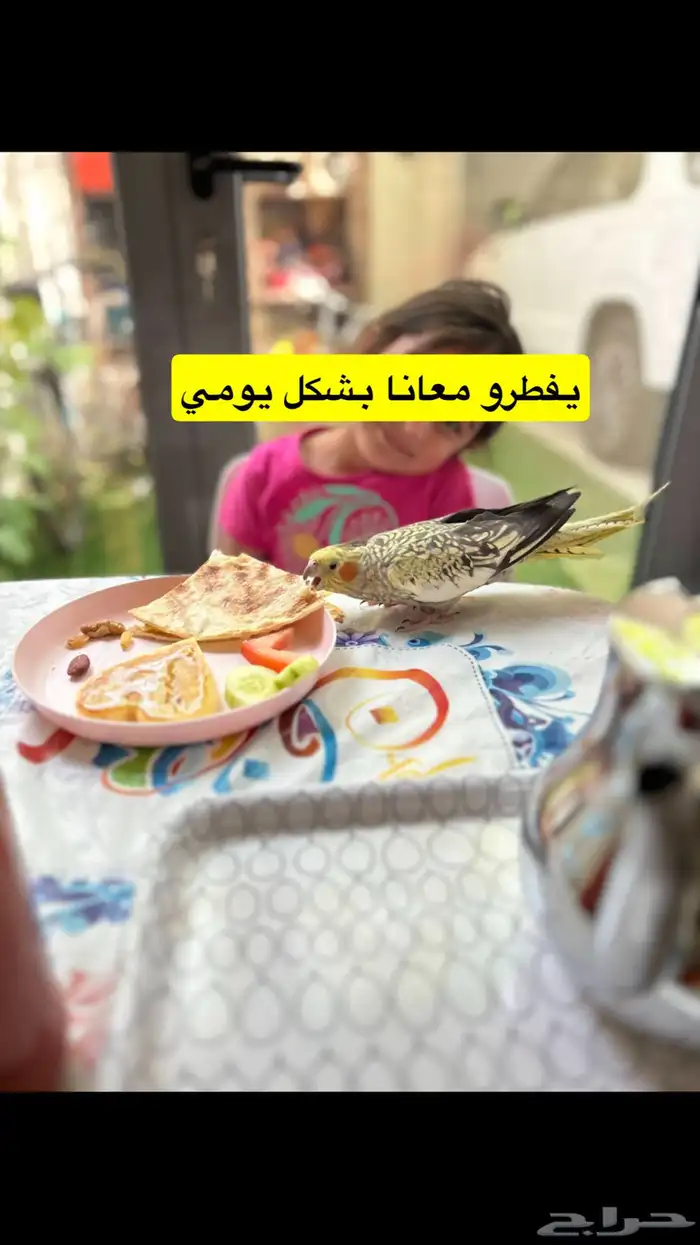 زوج كروان اليف منتج مع اثنين فروخ نهاية غر 4