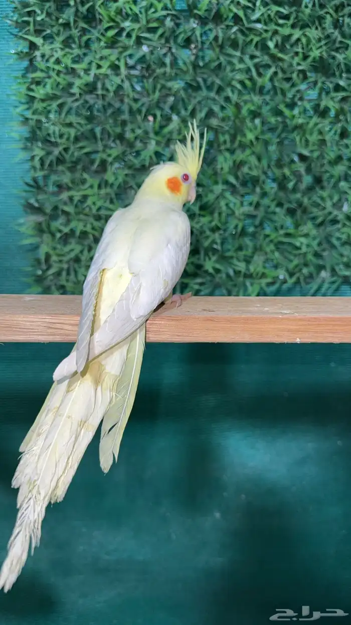 كروانات و كنيور اليفه هدد  تم البيع 4