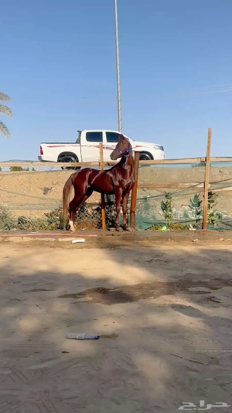 خيل 0