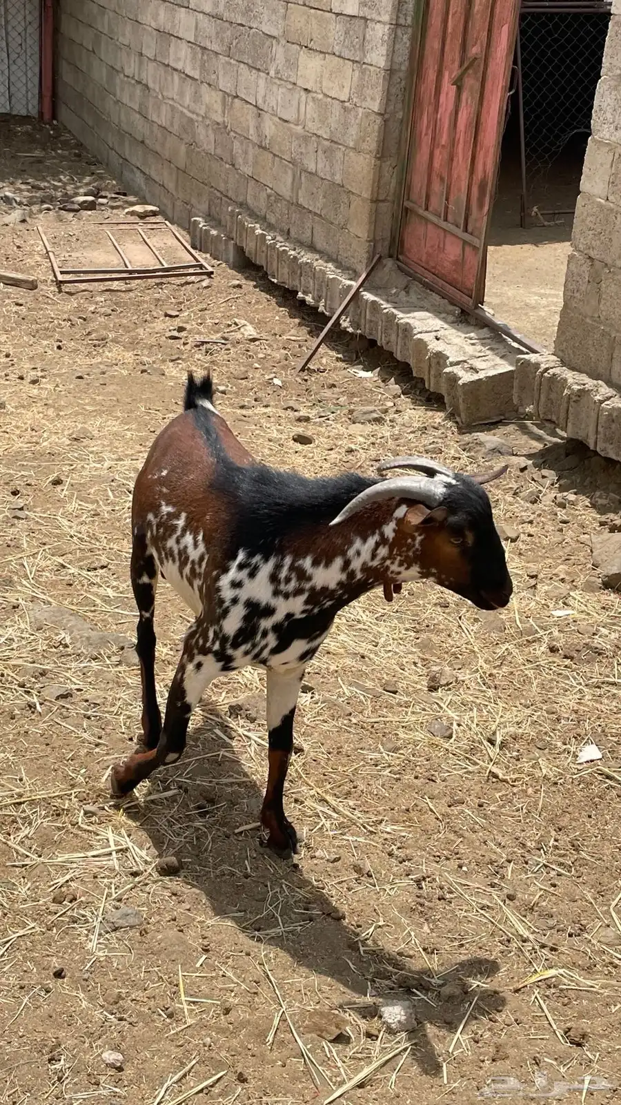 تيس 1