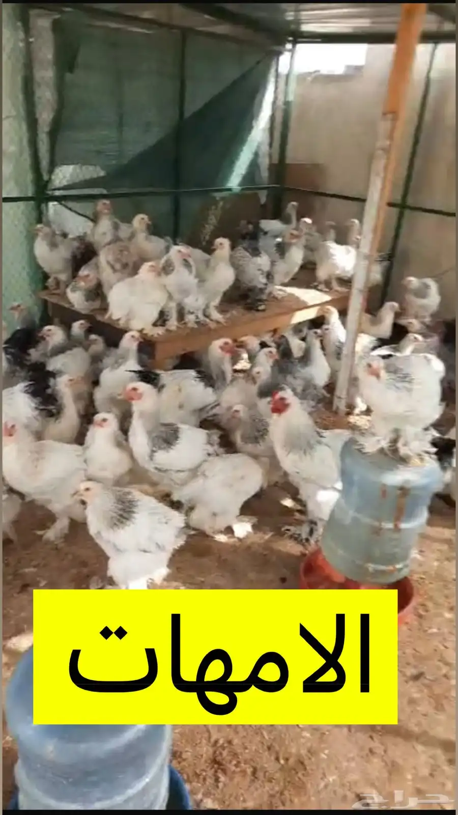 دجاج براهما كولمبي العدد 23 5
