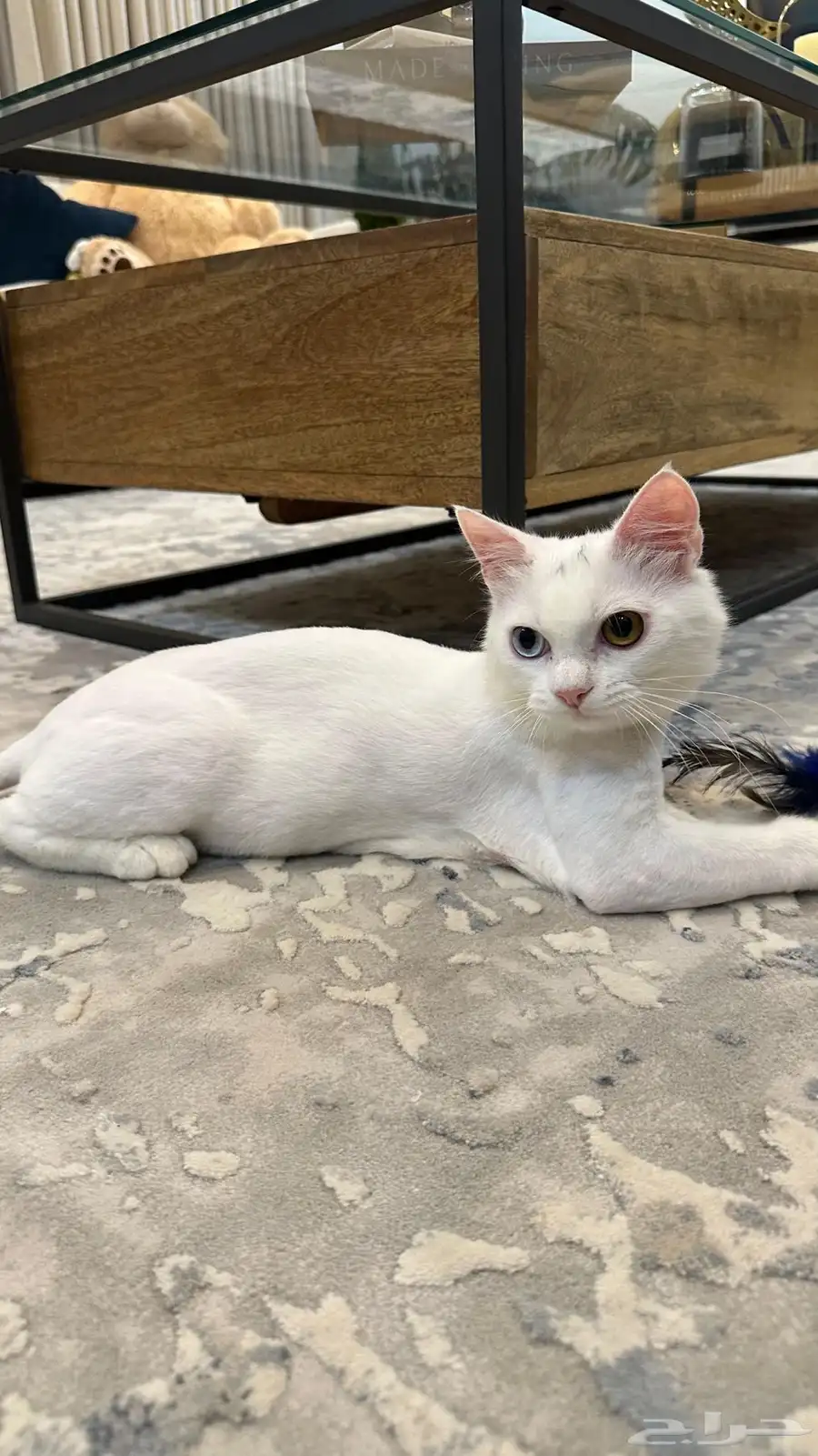 cat for adoption 2