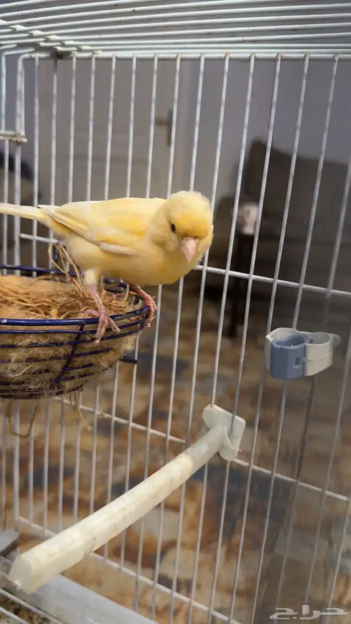 جوز كناري سوري 7