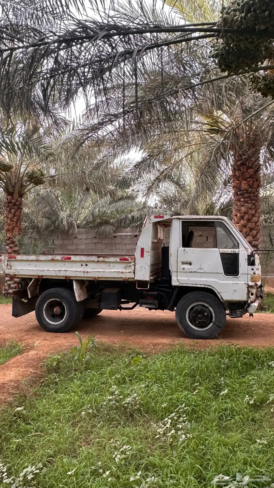 دينا قلاب 84 0