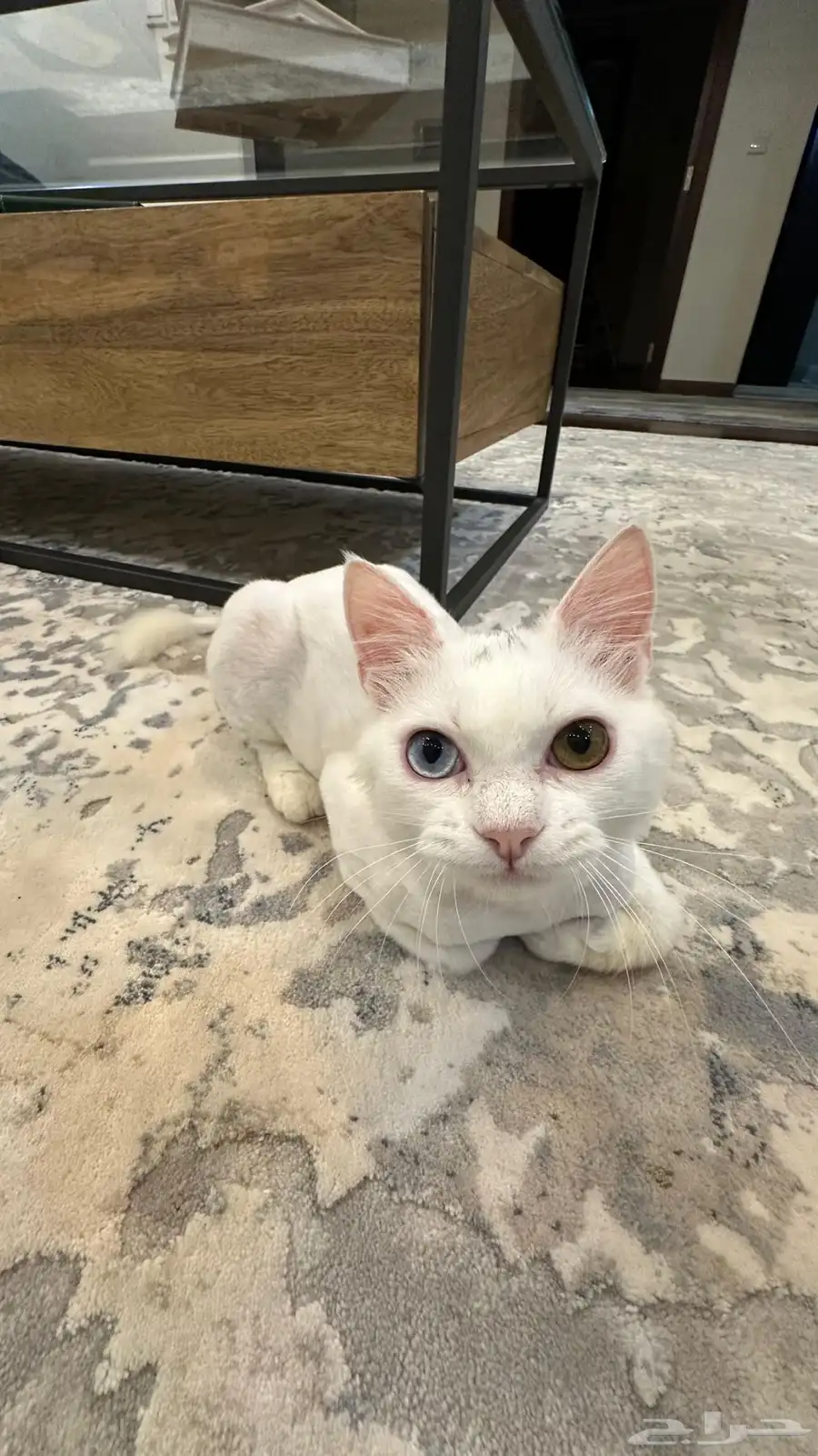 cat for adoption 6