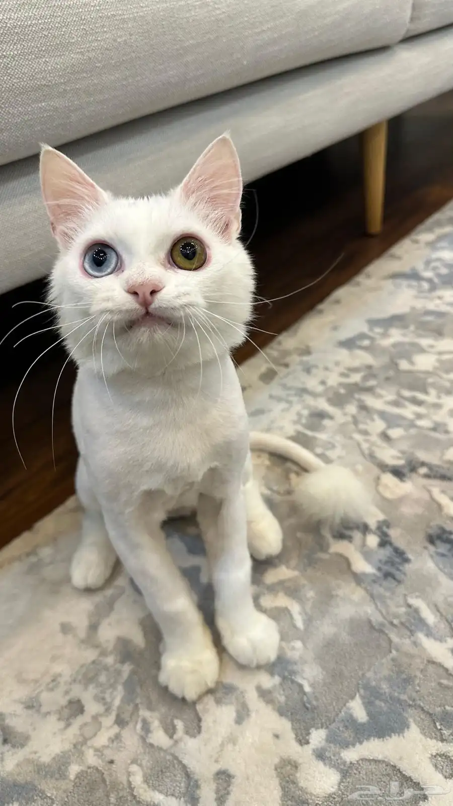 cat for adoption 0