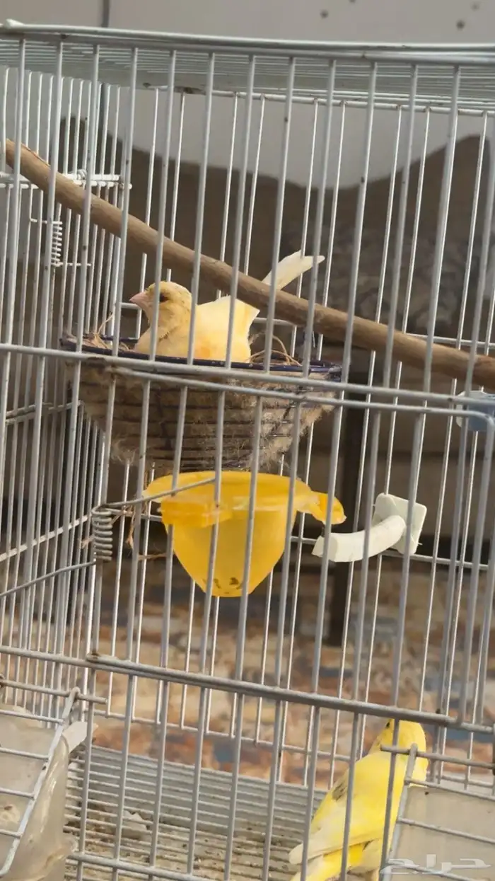 جوز كناري سوري 0