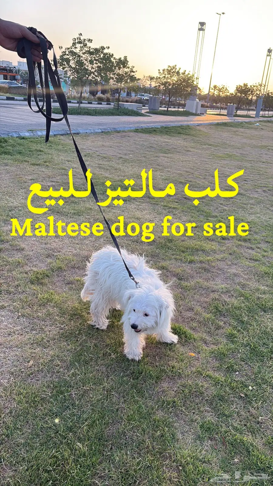 كلب مالتيز 0