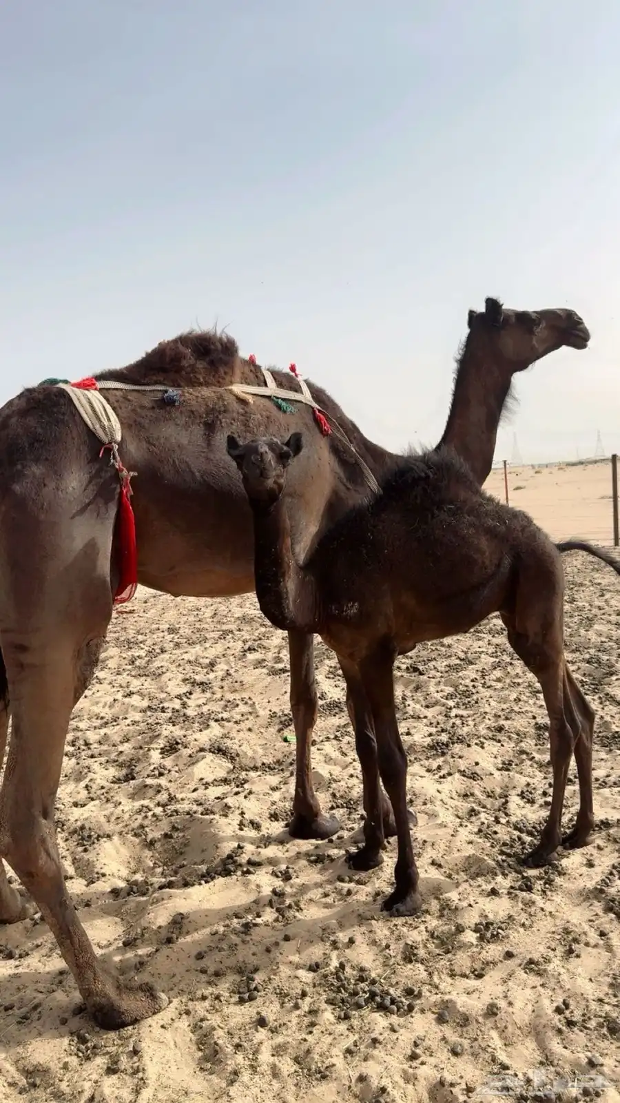 ناقه مجهم 0