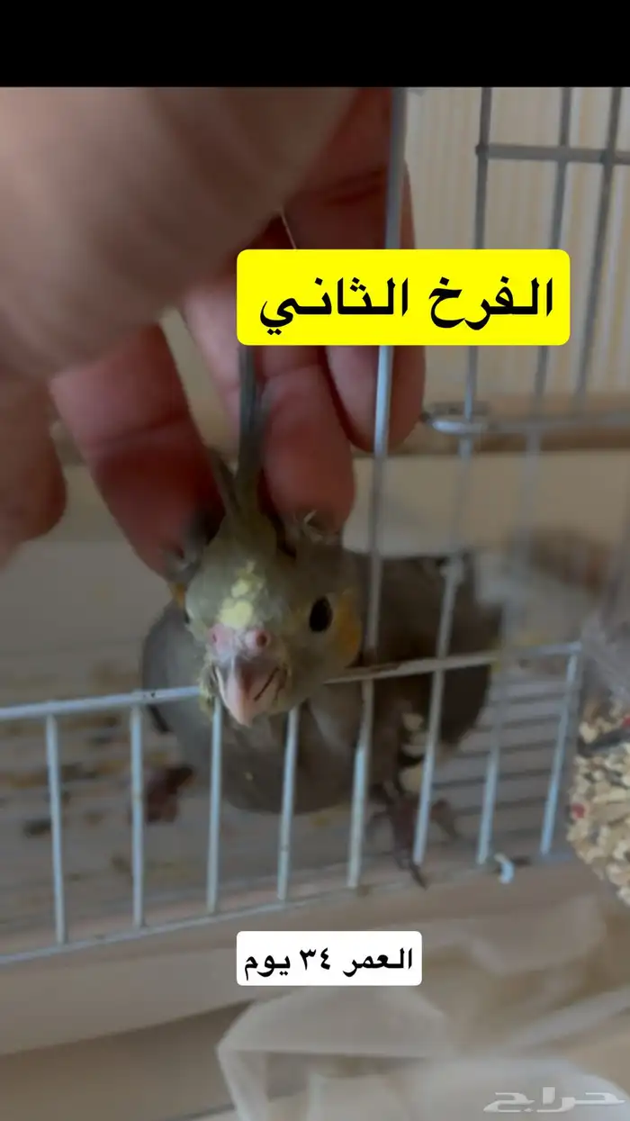 زوج كروان اليف منتج مع اثنين فروخ نهاية غر 2