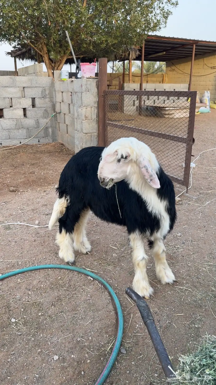 نجدي 0