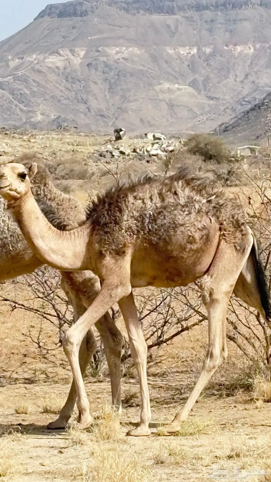 بكره 0