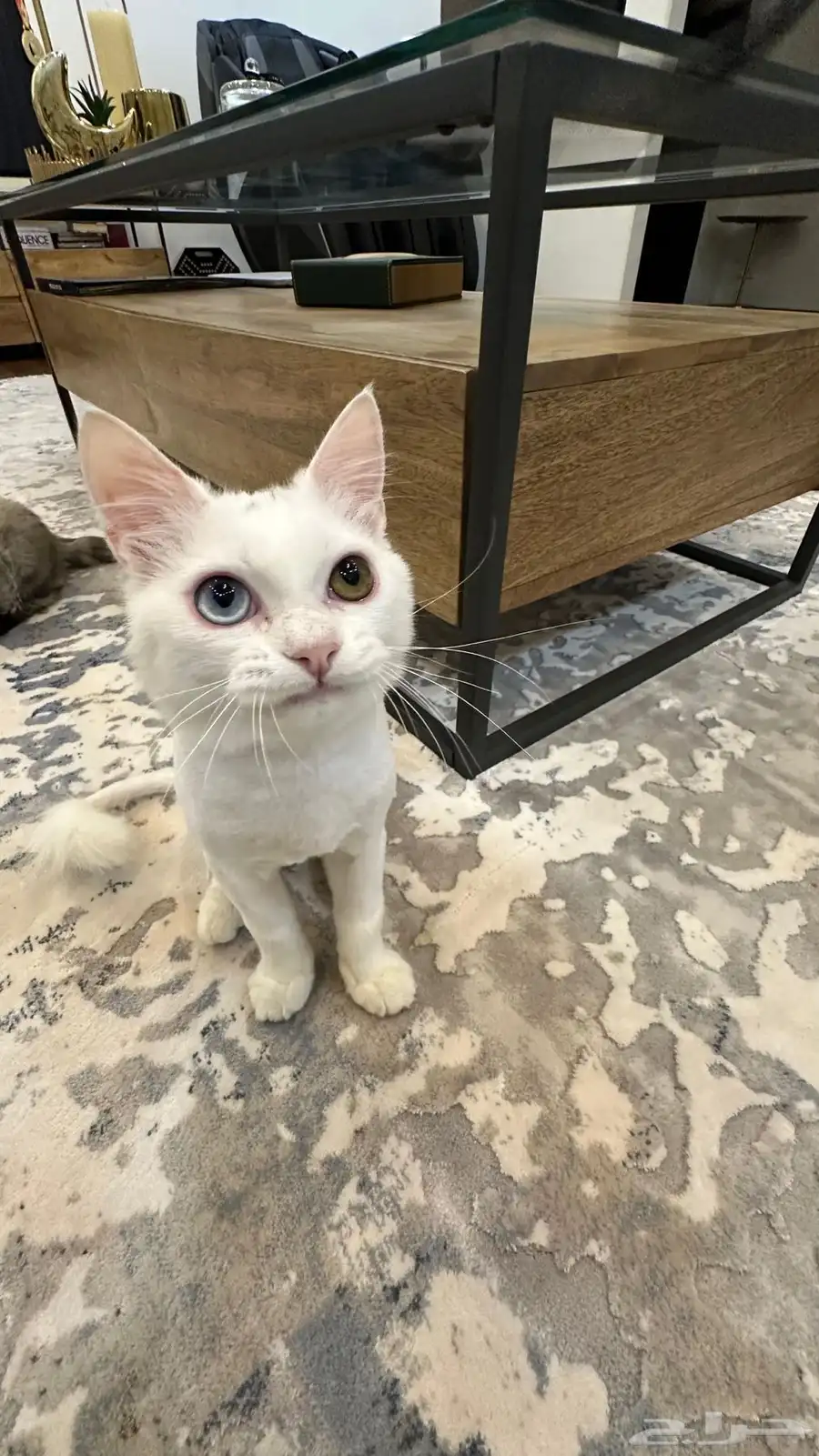 cat for adoption 5