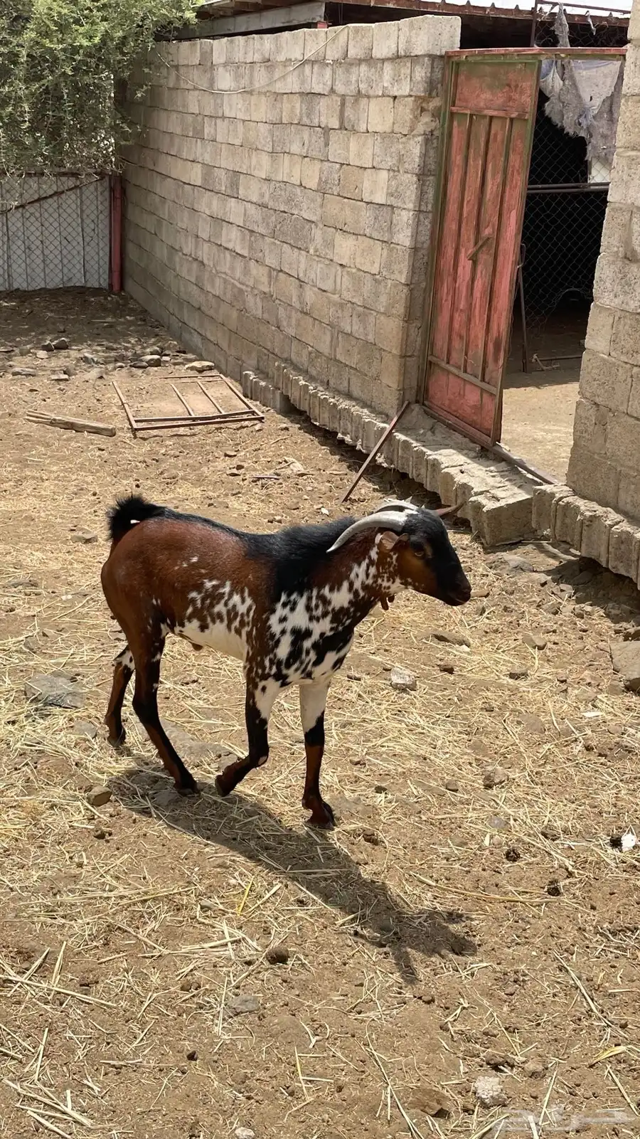 تيس 6