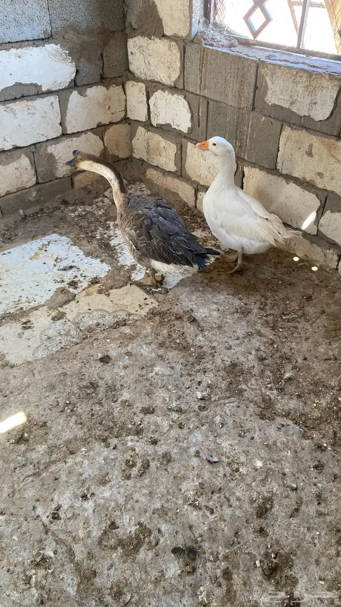 وز ذكر عراقي وانثى بلدي 2