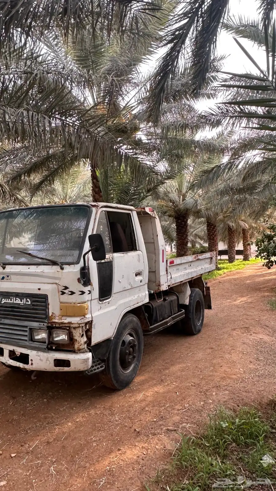 دينا قلاب 84 1