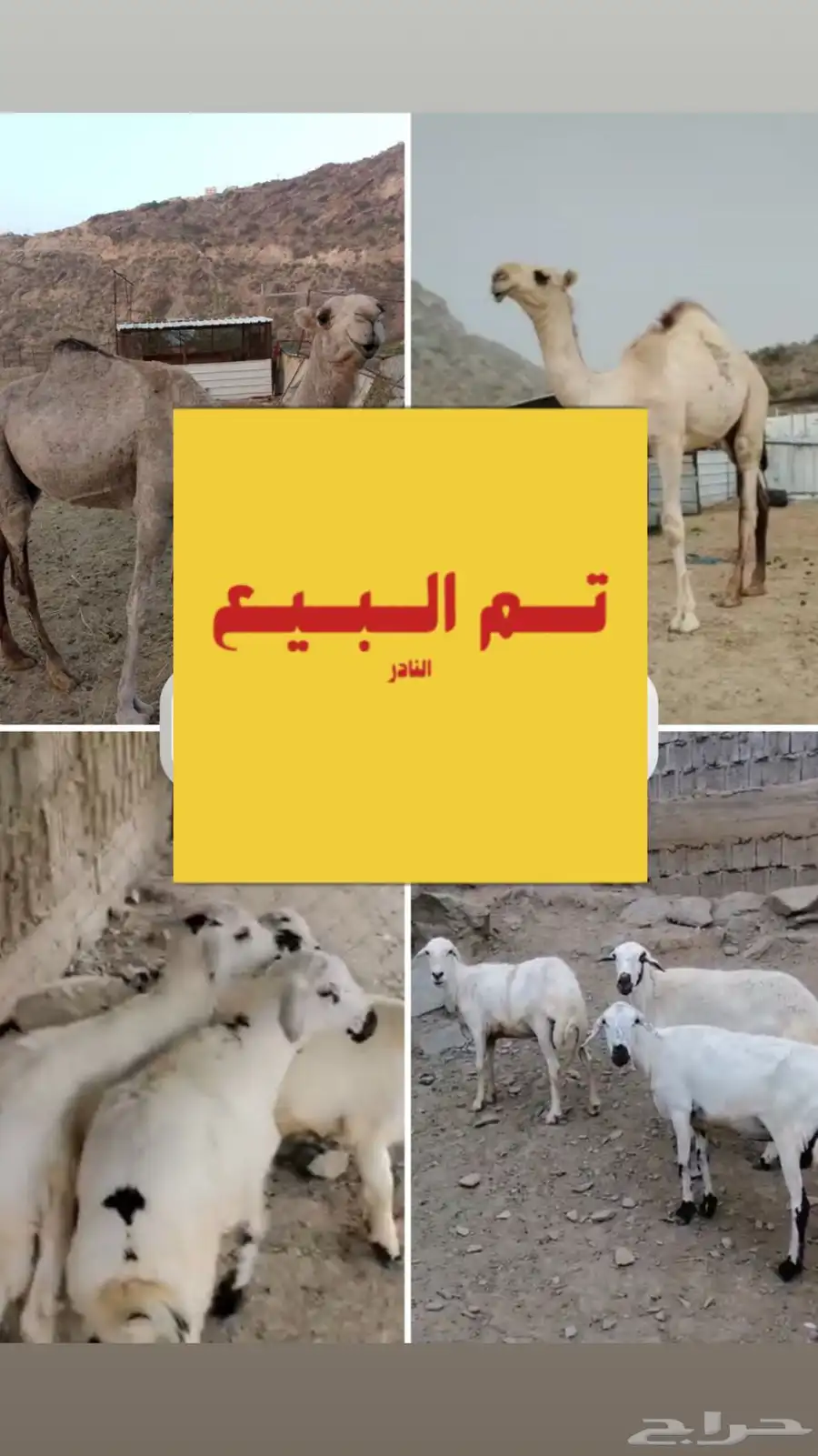تيوس 20