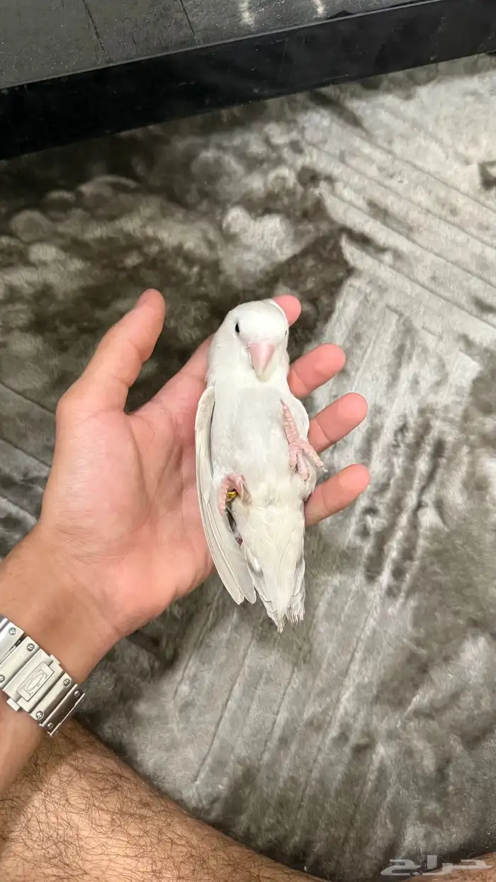 طير روز 0