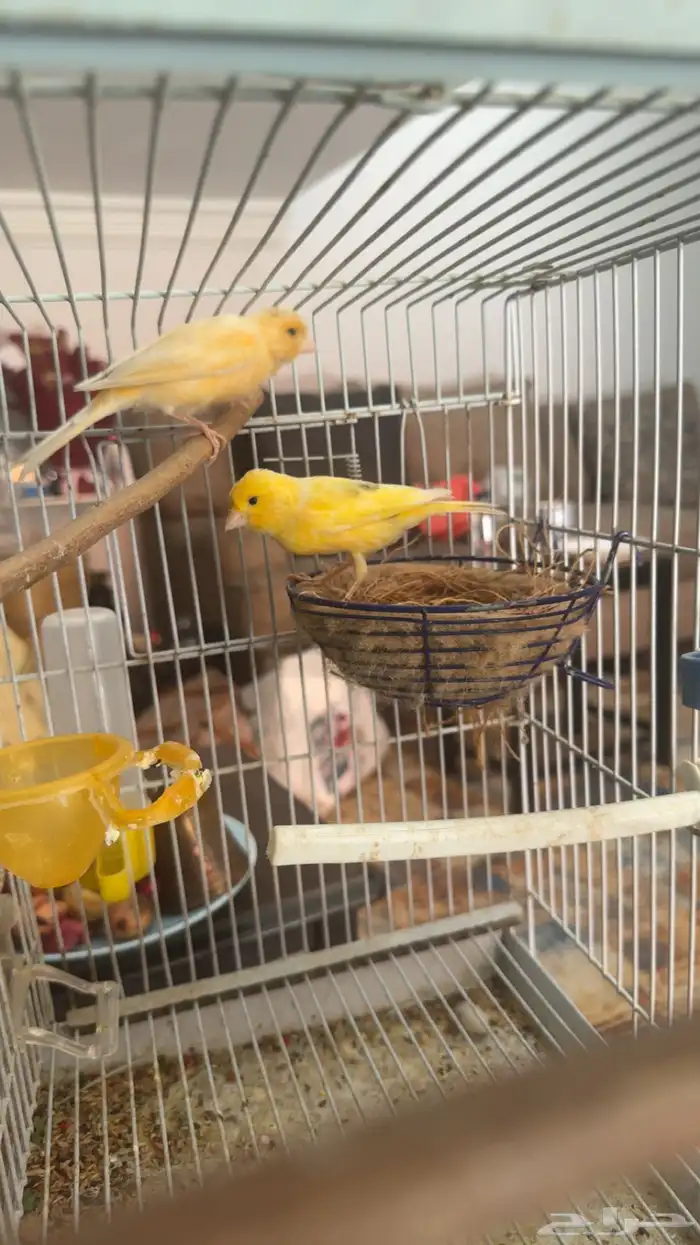 جوز كناري سوري 5