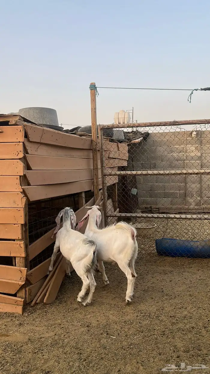 بهم تيوس للبيع 1