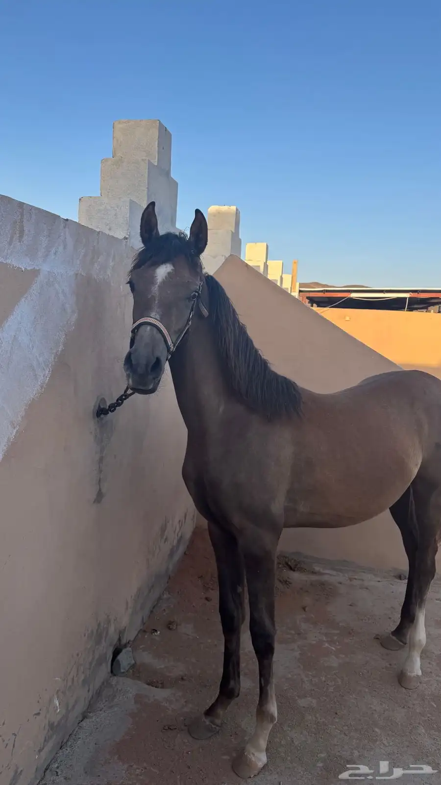 مهر واهو 2