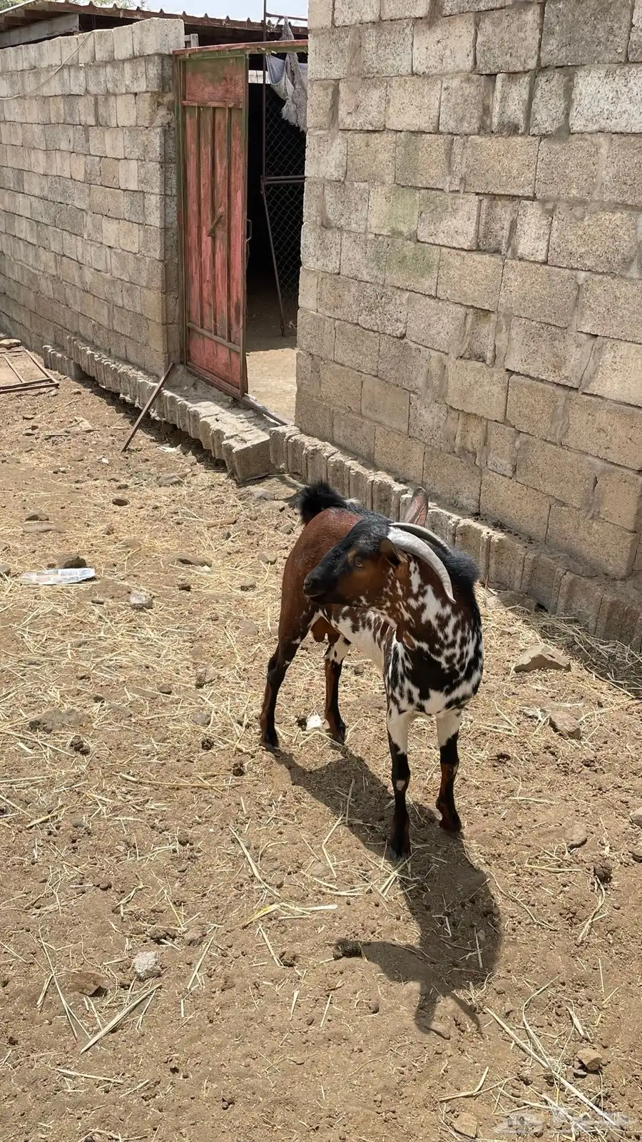 تيس 0