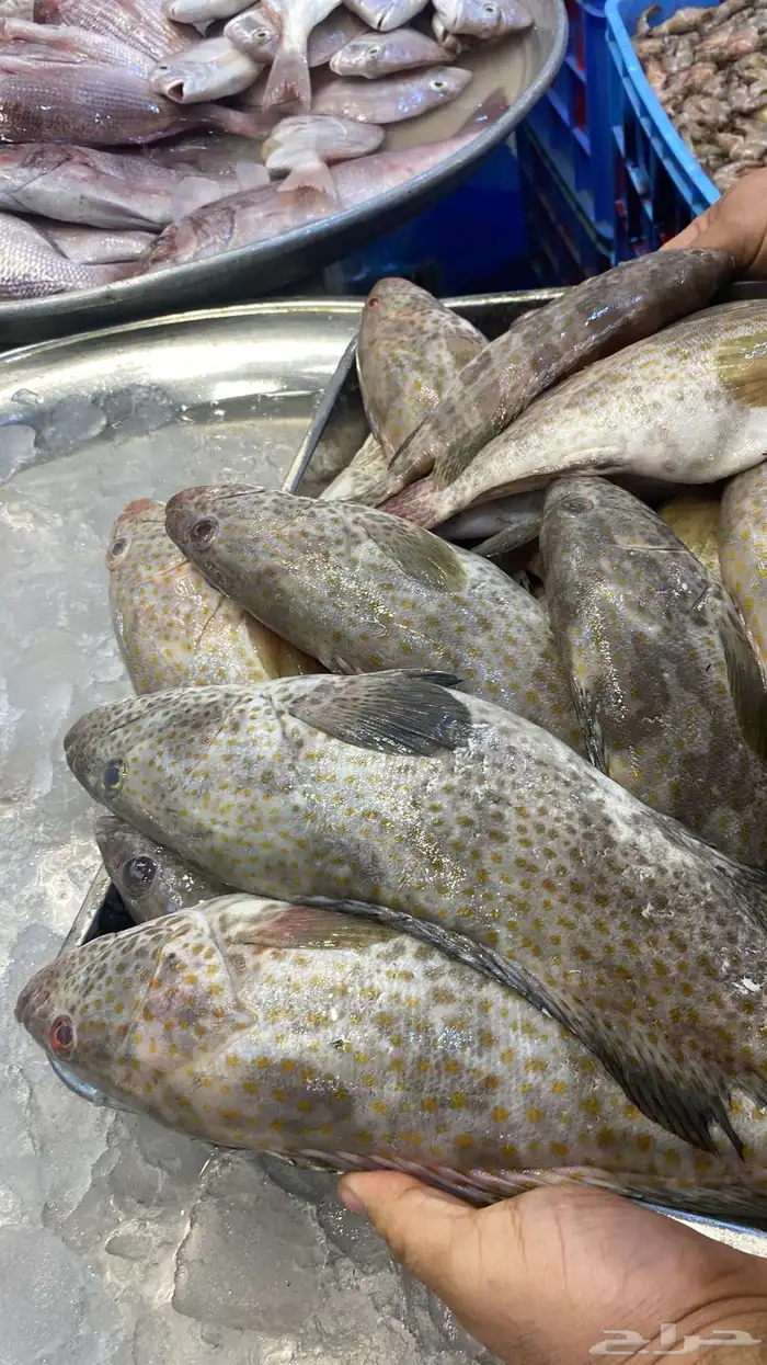 للبيع سمك وروبيان 5