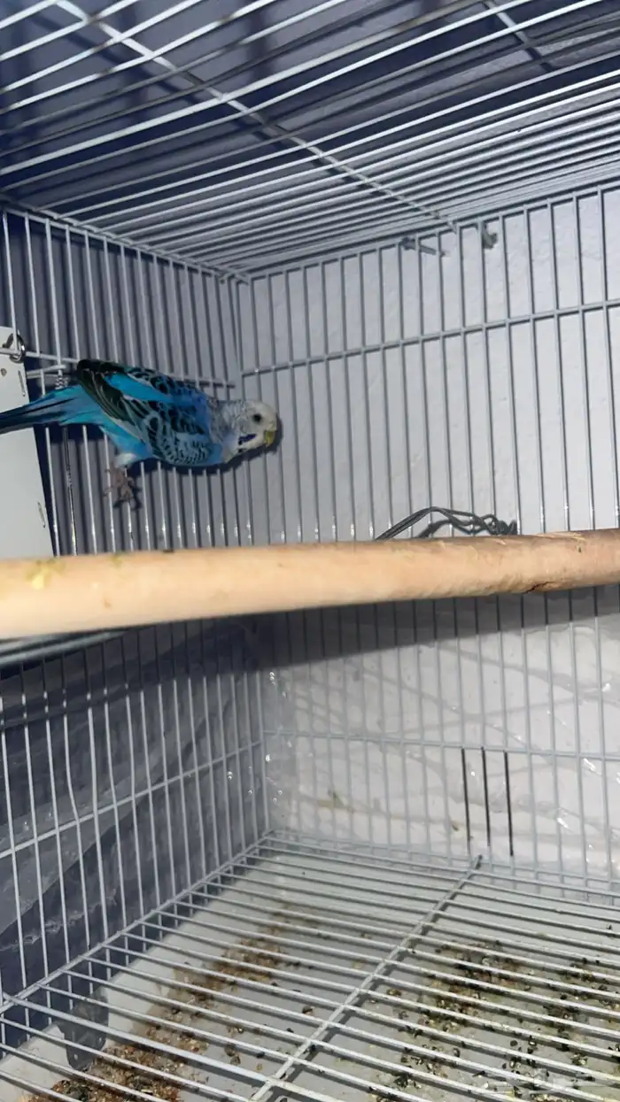 جوز بادجي للبيع مستعجل 2