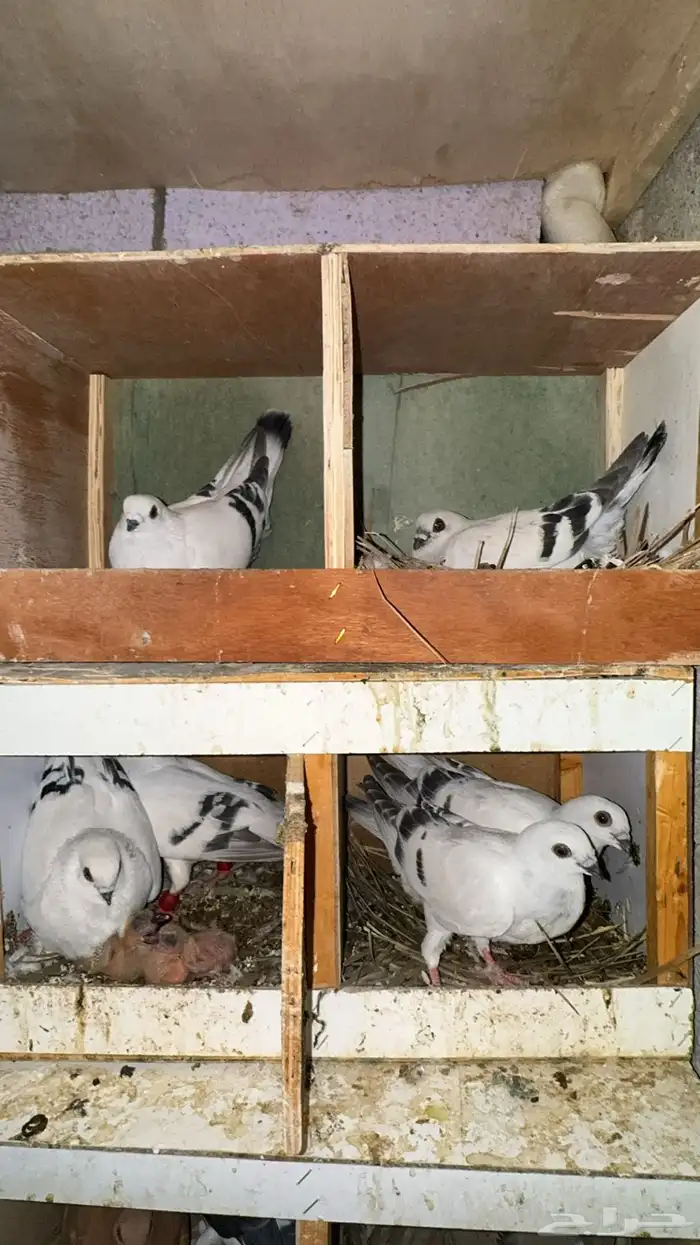 زوجين بوز و فروخ 2