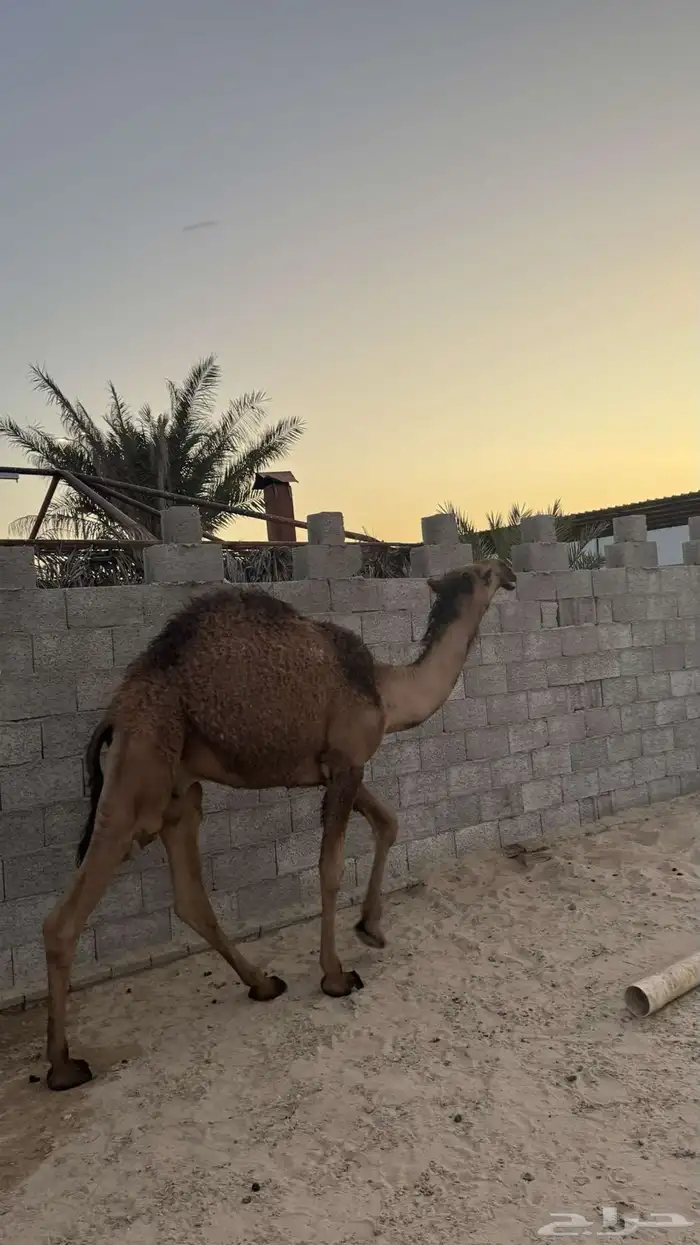 قعود للبيع 0