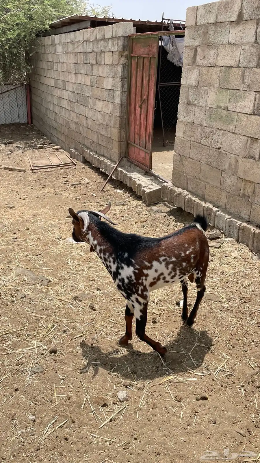 تيس 4