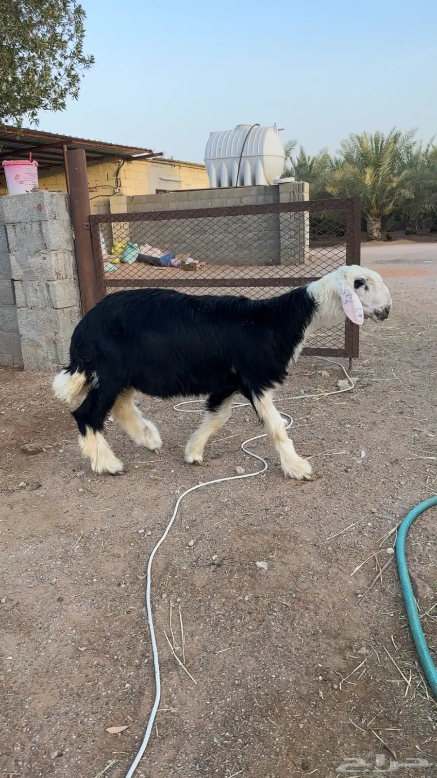 نجدي 3