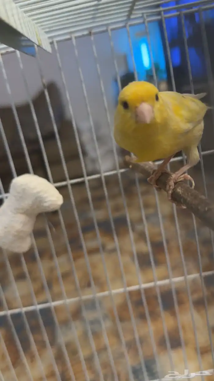جوز كناري سوري 6